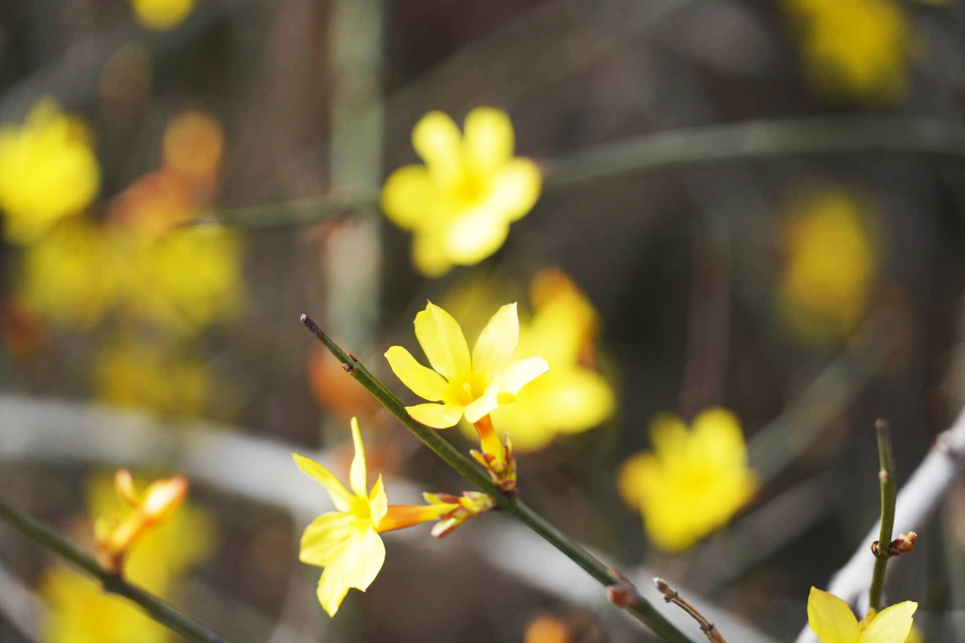 2026美加墨世界杯官网